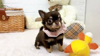 チワワ(ロング)の動画02