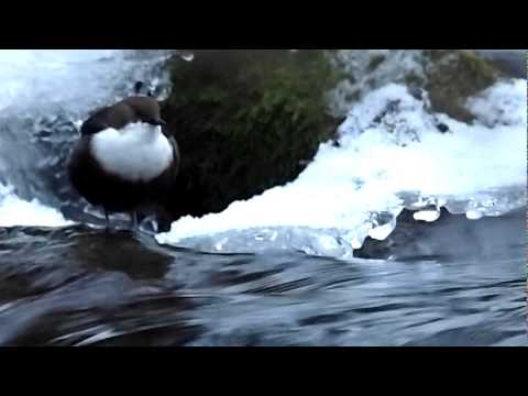 European Dipper (Cinclus cinclus)