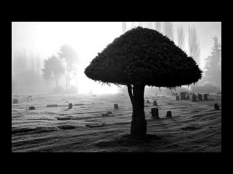 Jesi li od onih koji če biti kažnjavani u kaburu? | dr. hfz. šejh Muhammed Porča ᴴᴰ