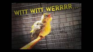 Download lagu Masteran Pleci Nembak Zipper - Wit Wit Wer Rapat mp3