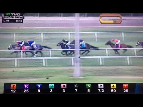 GINGER BREW (G STAKES) 1/13/18 - THEWAYIAM !!!