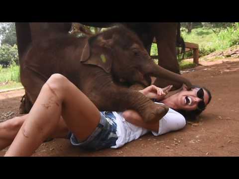 Les éléphants les plus adorables | meilleure compilation