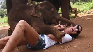 Les éléphants les plus adorables | meilleure compilation