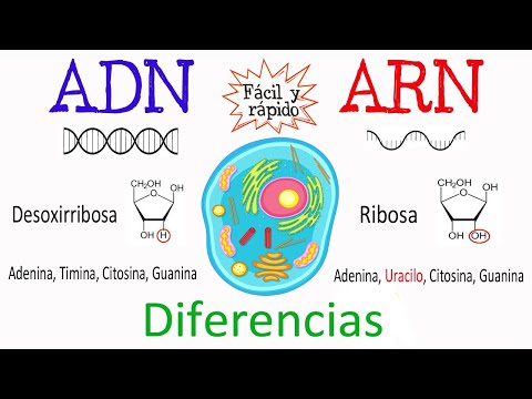 💫 Differences between DNA and RNA 🔬 [Easy and Fast] | BIOLOGY |