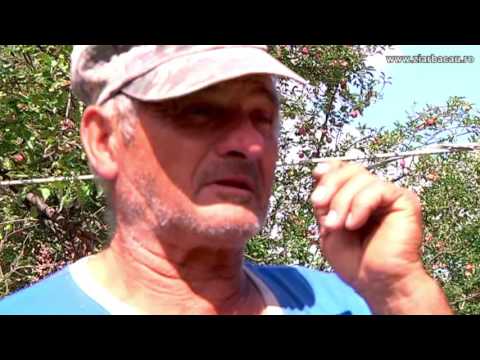 O băcăuancă din Asău, dată dispărută în urma cutremurului din Italia