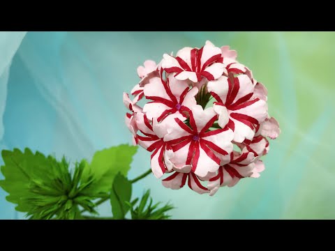 ABC TV | How To Make Candy Cane Verbena Paper Flower - Craft Tutorial