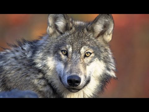 Belgium: sok gazda a farkasok kilövését követeli, a természetvédők tiltakoznak