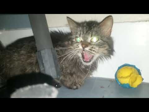 Gizmo the feral cat is PREGNANT! Follow her journey into motherhood!