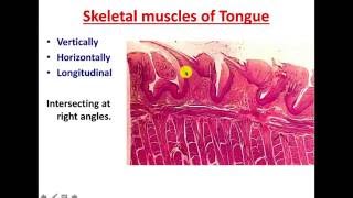 Lip and Tongue Data Show 2017
