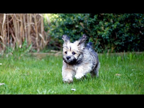 Havanese vs Maltese: Choosing Between Two Small Breeds