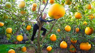 Harvesting King Grapefruit Garden - Grapefruit Is Closely Related To Oranges Goess to market sell