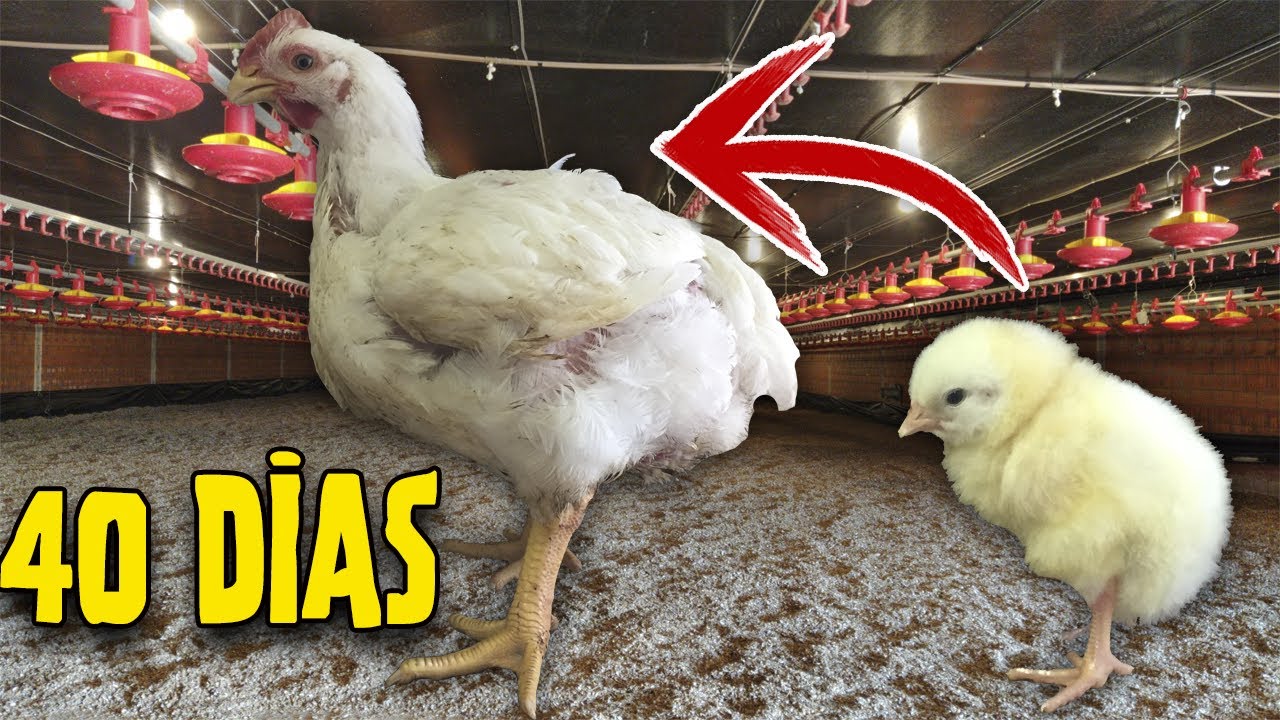 COMO FAZER RAÇÃO INICIAL PARA FRANGOS DE CORTE [CUSTA POUCO]