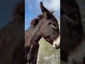There S Something About Donkeys Animals Donkey Cute Cuteanimals