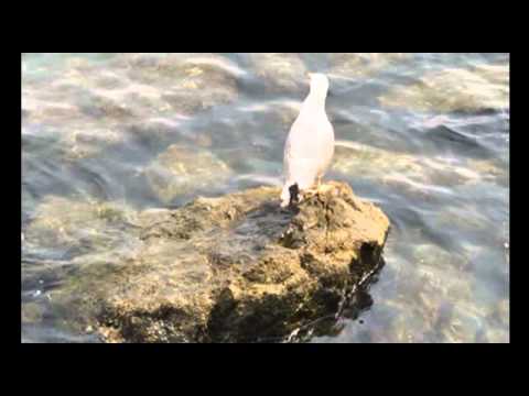 Meri Cetinic i Grupa More - On je moj bol