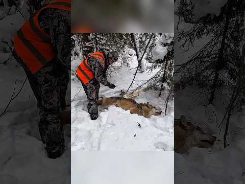 Enjoy alot at heavy snow #hunting #chasse #wildlife #animalhunting #automobile