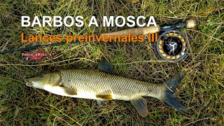 Barbos a mosca - Lances preinvernales III