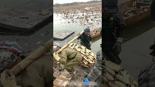 Lotus Root Harvesting And Loading Process