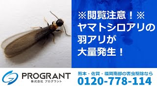 羽アリ さぁ大変 一斉に噴き出す羽虫の正体とは 熊本 佐賀のシロアリ駆除 害獣駆除ならプログラントへ