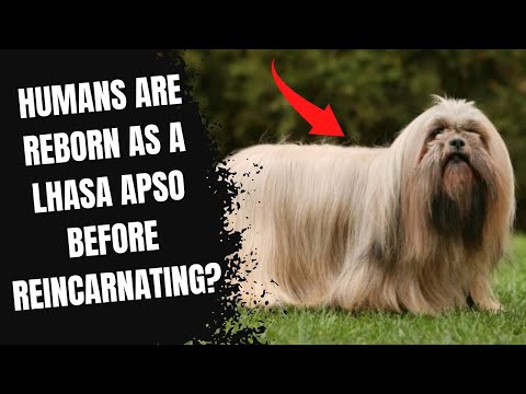 Lhasa Apso Breed Complete Review ,