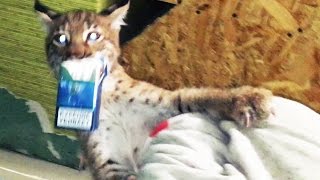 КОТЁНКА РЫСИ СВЕЛ С УМА НЕОБЫЧНЫЙ ЗАПАХ. Crazy wildcat kitten
