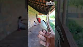 Galo de campina fêmea cantando #bird #natureza #passaros #shorts
