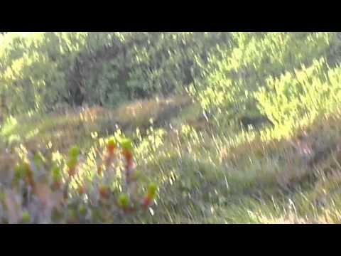 Buttolo is the thing