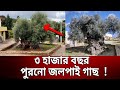 ৩০০০ বছর পুরনো গাছে জলপাই ! | oldest olive tree | Bangla News | Mytv News
