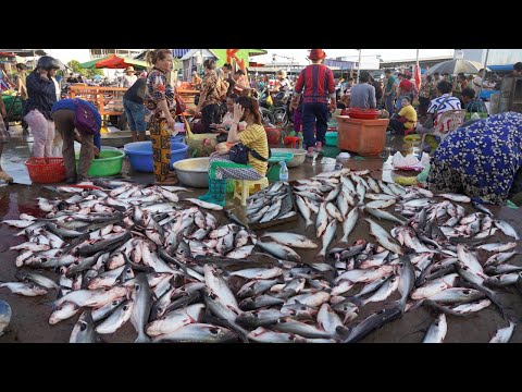 Cambodian Daily Early Morning Fish Market Scene - Routine Khmer People Buying Fish, Seafood & More