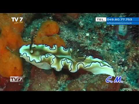 Tv7 con Voi del 20/12/2016 - E oggi andiamo a Komodo (3 di 3)