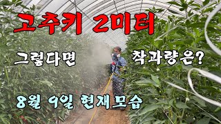 [고추농사]고추키2미터 그렇다면 착과량은?