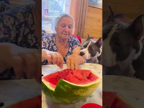 В ГОСТЯХ У БАБУЛИ 🥰🥰🥰ДУШЕВНО...😇😇😇 #pitbull #americanbully