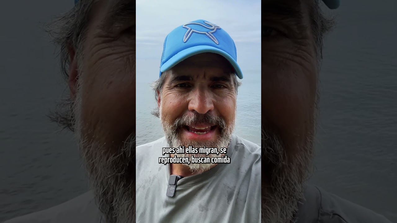 Las "autopistas" que recorren las ballenas