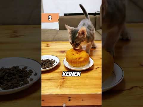 🐱 Diese Geheimnisse über Katzen verrät dir niemand! 😱 #Katzen #Katzenwissen #Haustiere #Shorts