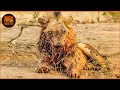 Most Unbelievable LION Hunting Fails Caught On Camera Wild Animals