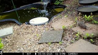 Gray catbird and mourning dove in pond area.
