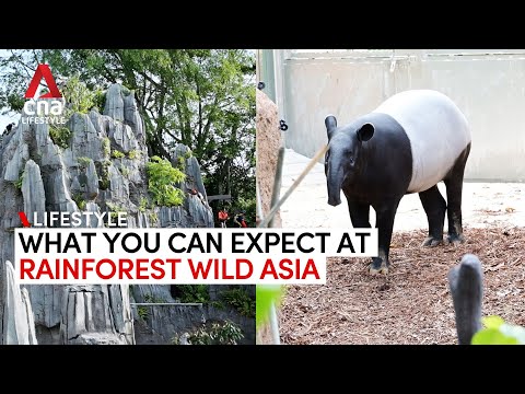 Rainforest Wild Asia: Cave restaurant, activities and animals at Singapore’s new wildlife park