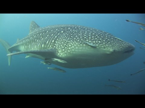 ミャンマーマジックHD (Myanmar Magic HD)