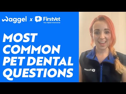 Pet Dental Health FAQ | Vet Answers Top Questions On Cat & Dog Dental