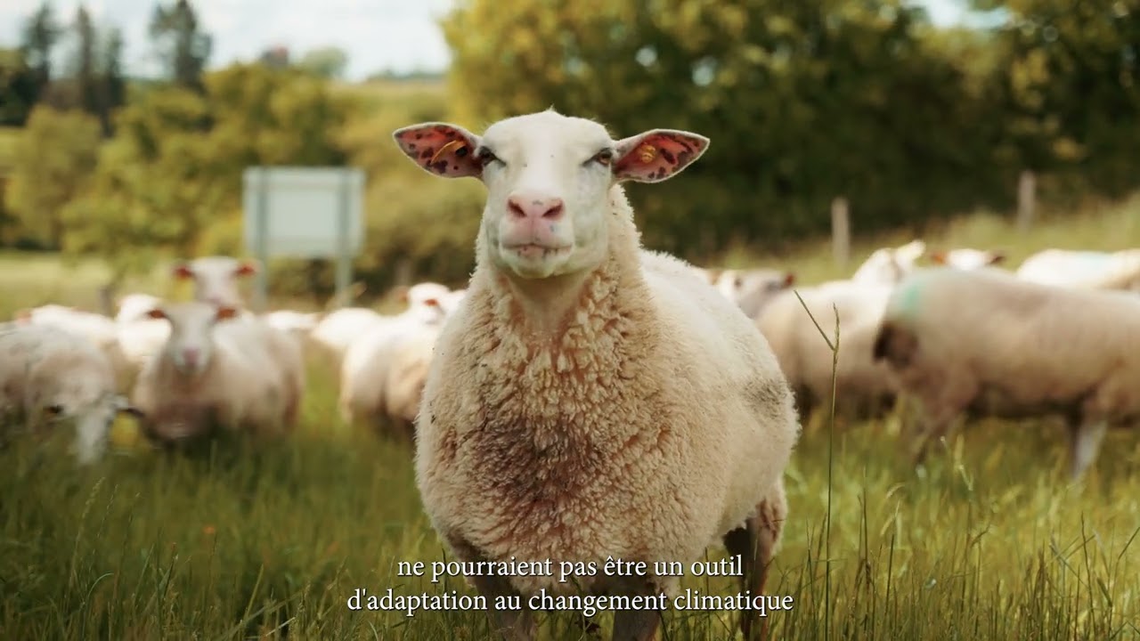 Valeco - D&eacute;monstrateur Agrivolta&iuml;que Ovin et Fourrages