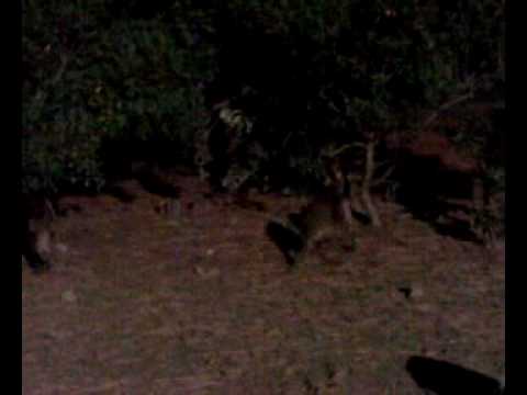 Cinghiali -Punta Ala- stagione estiva 2007