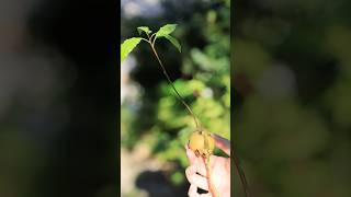 2026、今年のアボカド水耕栽培 8月15日 #garden #nature #園芸