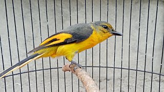 Download lagu Pancingan Suara Mantenan Gunung/Himalaya Agar Rajin Berbunyi mp3 Download lagu Pancingan Suara Mantenan Gunung/Himalaya Agar Rajin Berbunyi mp3