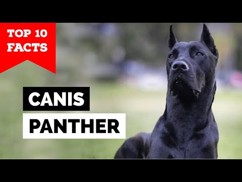 Canis Panther - Top 10 Facts