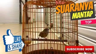 Download lagu TONTON SAMPAI HABIS! | Suara Wambi mini gacor LANTANG mp3