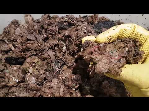 88-day old ENC cocoon nursery bin checked and fed. Babies are growing.