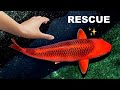 SAVING Rare Koi From ABANDONED POND!