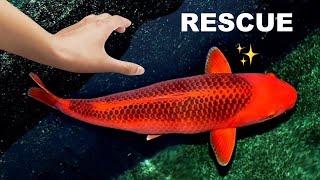 SAVING Rare Koi From ABANDONED POND!