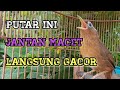 WAMBI BETINA MEMANGGIL WAMBI JANTAN