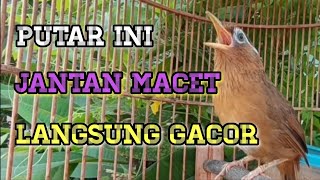 Download lagu WAMBI BETINA MEMANGGIL WAMBI JANTAN mp3