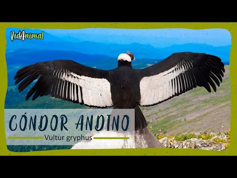ALL about the ANDEAN CONDOR
